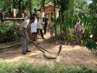 Biggest King Cobra