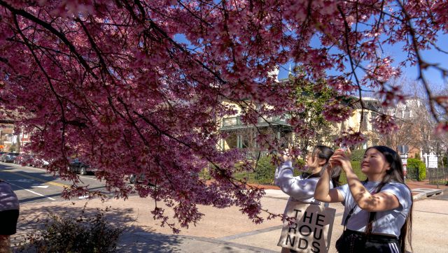 Pretty in pink! Cherry Blossoms bring cheer to Washington