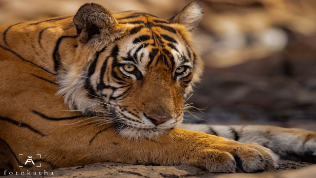 International Tiger Day: A roaring time with the tigers of India