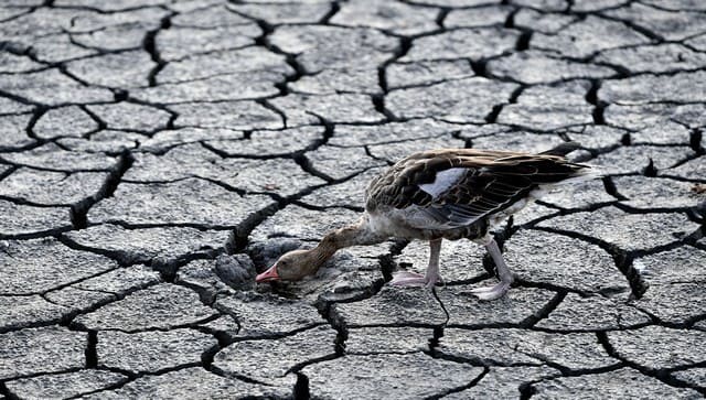 Dried up rivers, dead fish, killer heat: Europe faces worst drought in possibly 500 years
